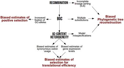 Analytical Biases Associated with GC-Content in Molecular Evolution